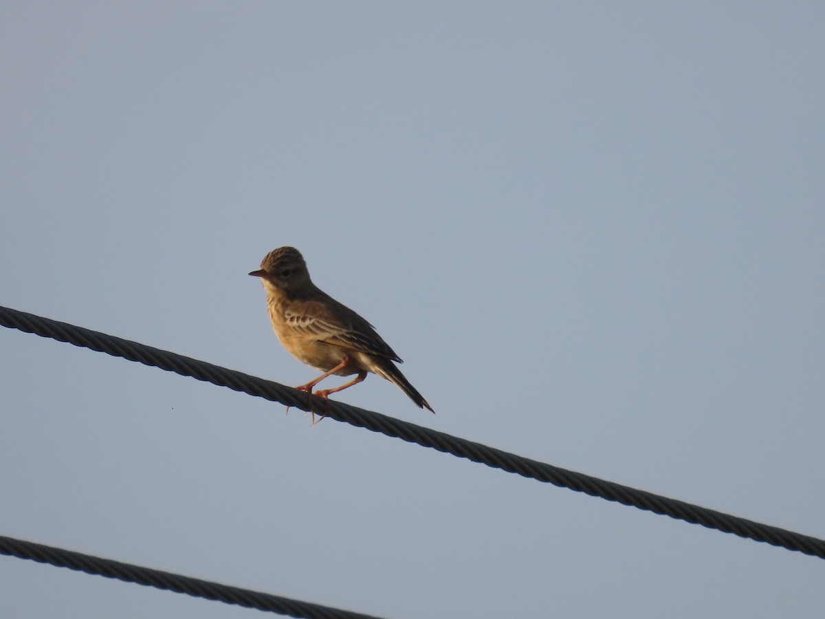 Bisbita Estepario - ML646584343