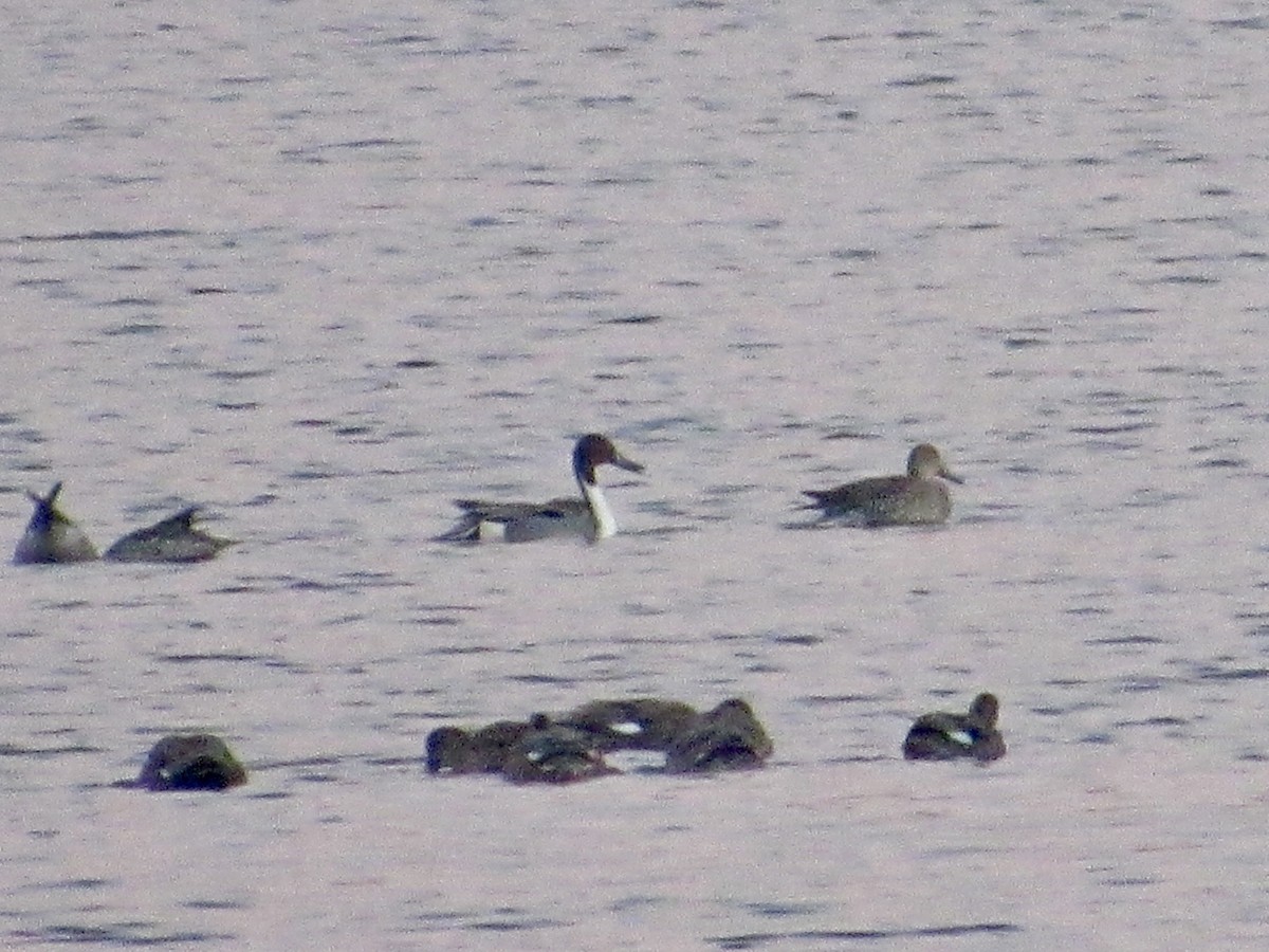 Northern Pintail - ML646584344