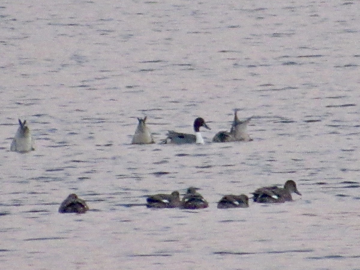 Northern Pintail - ML646584345