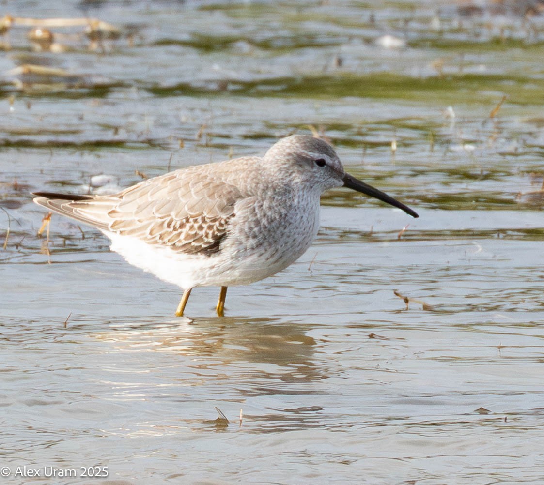 Stilt Sandpiper - ML646584346
