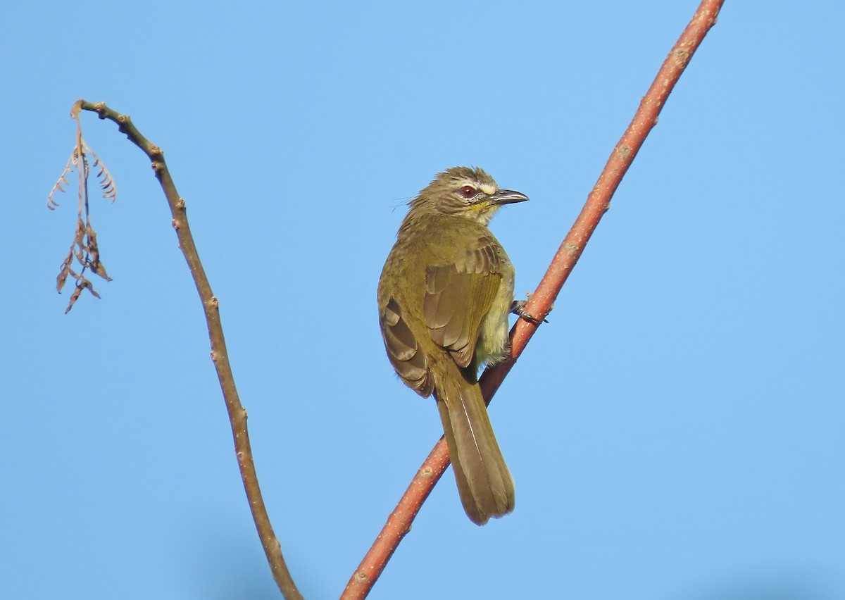 White-browed Bulbul - ML646584348