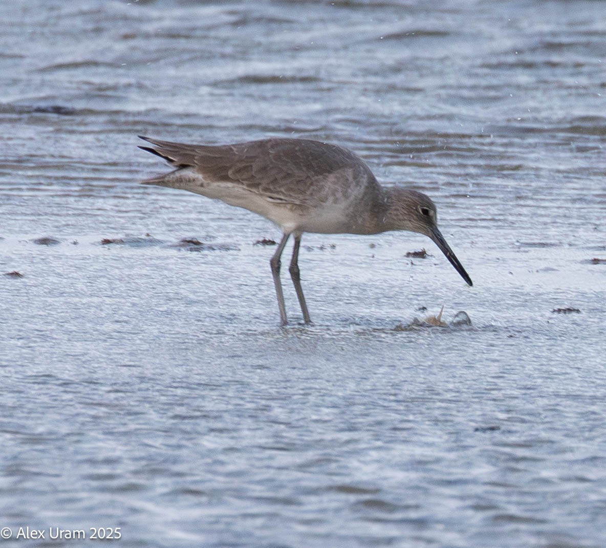 Willet - ML646584359