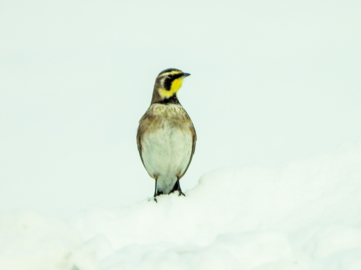 Horned Lark - ML646584361