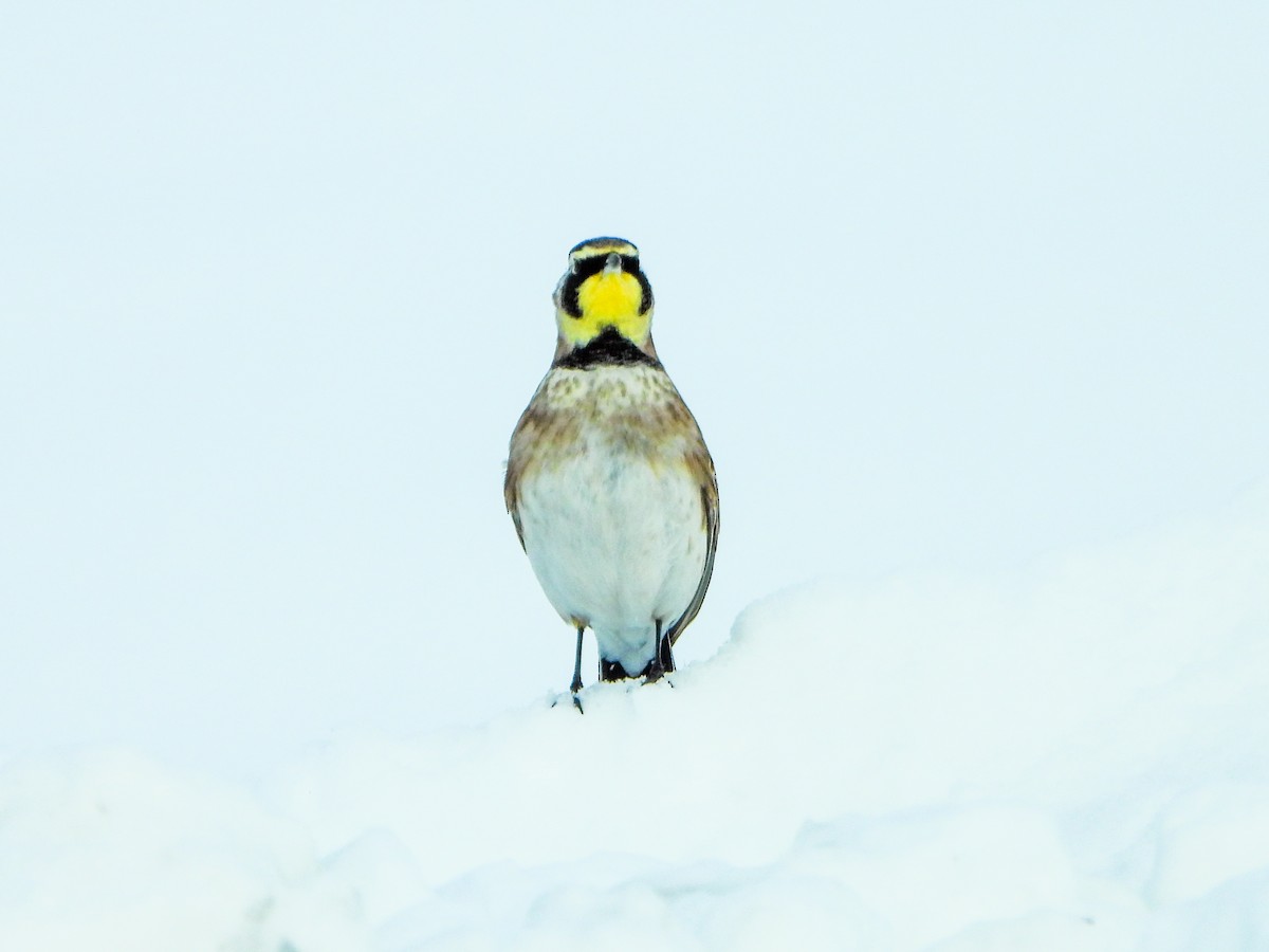 Horned Lark - ML646584363