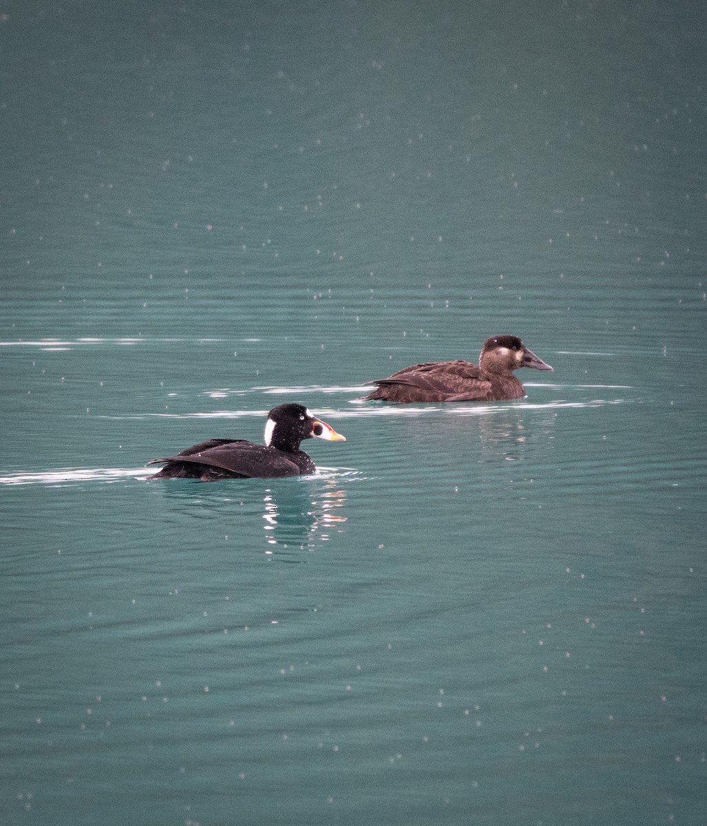 Surf Scoter - ML646584367