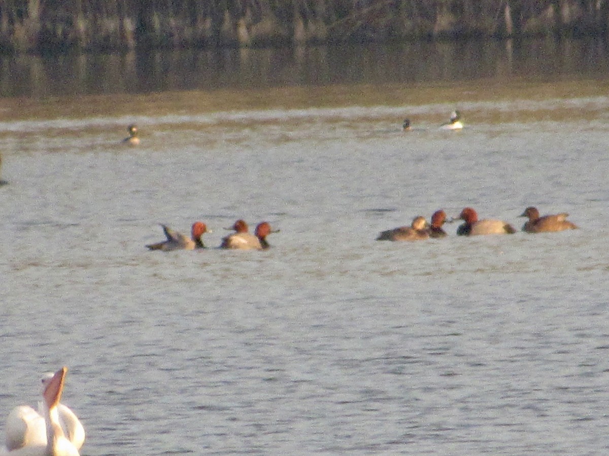 Redhead - ML646584369