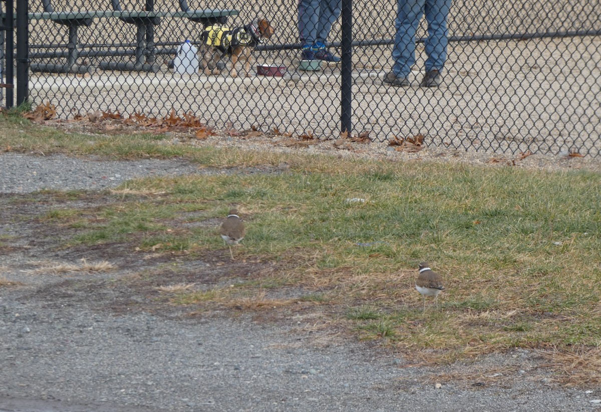 Killdeer - ML646584372