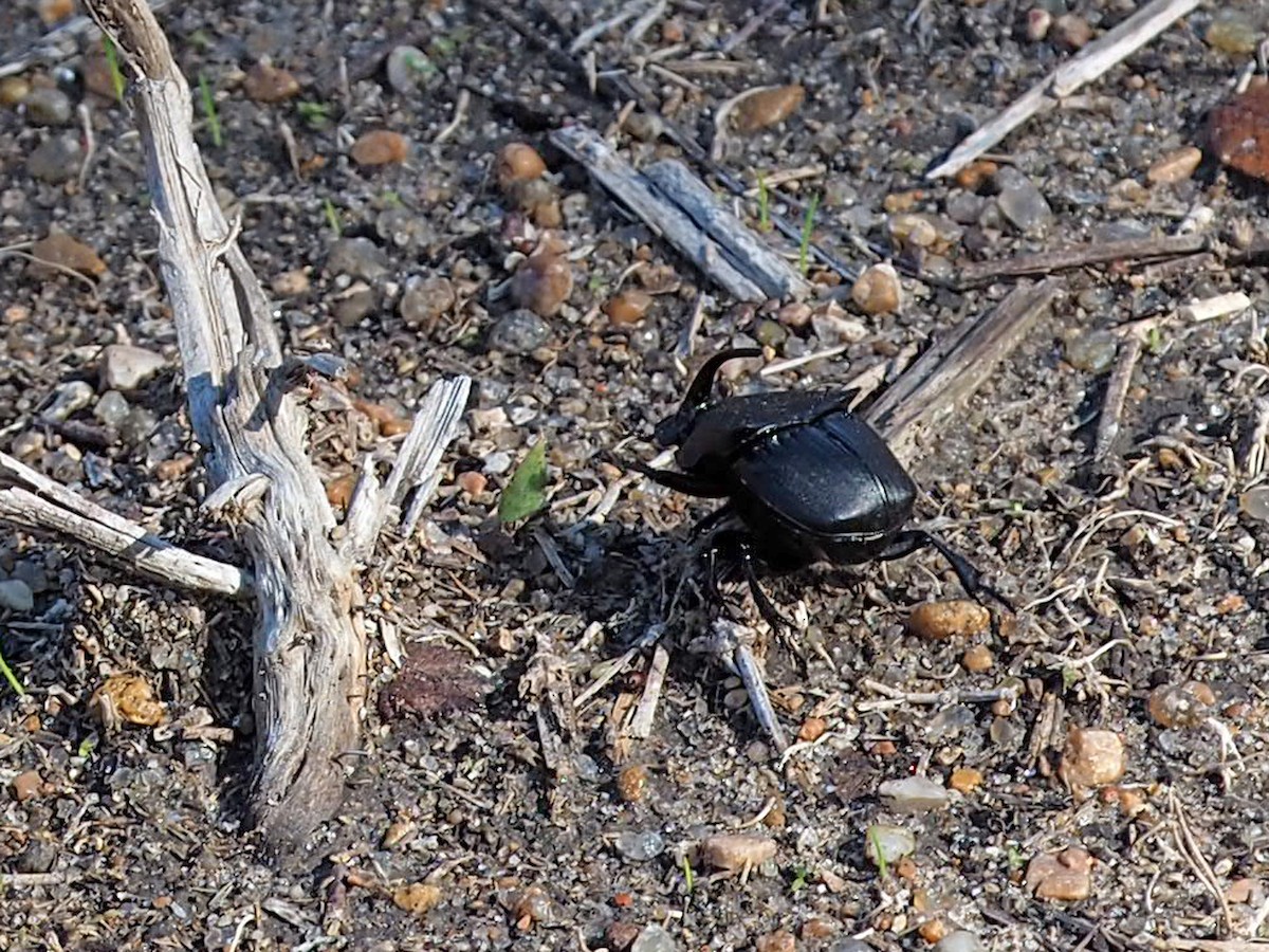 Texas Black Phanaeus - ML646584374