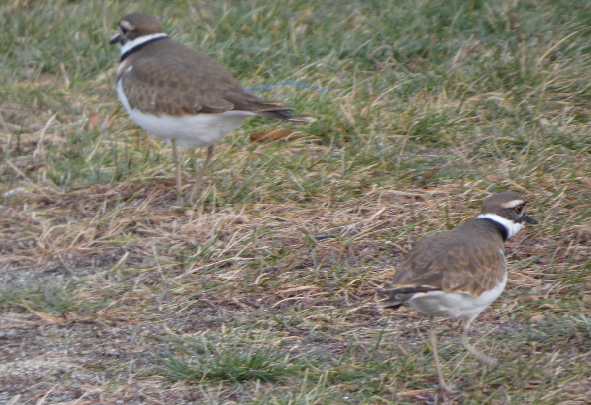 Killdeer - ML646584383