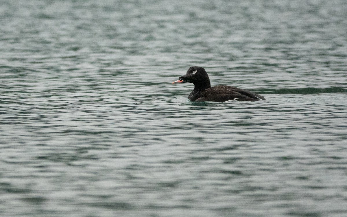 White-winged Scoter - ML646584394