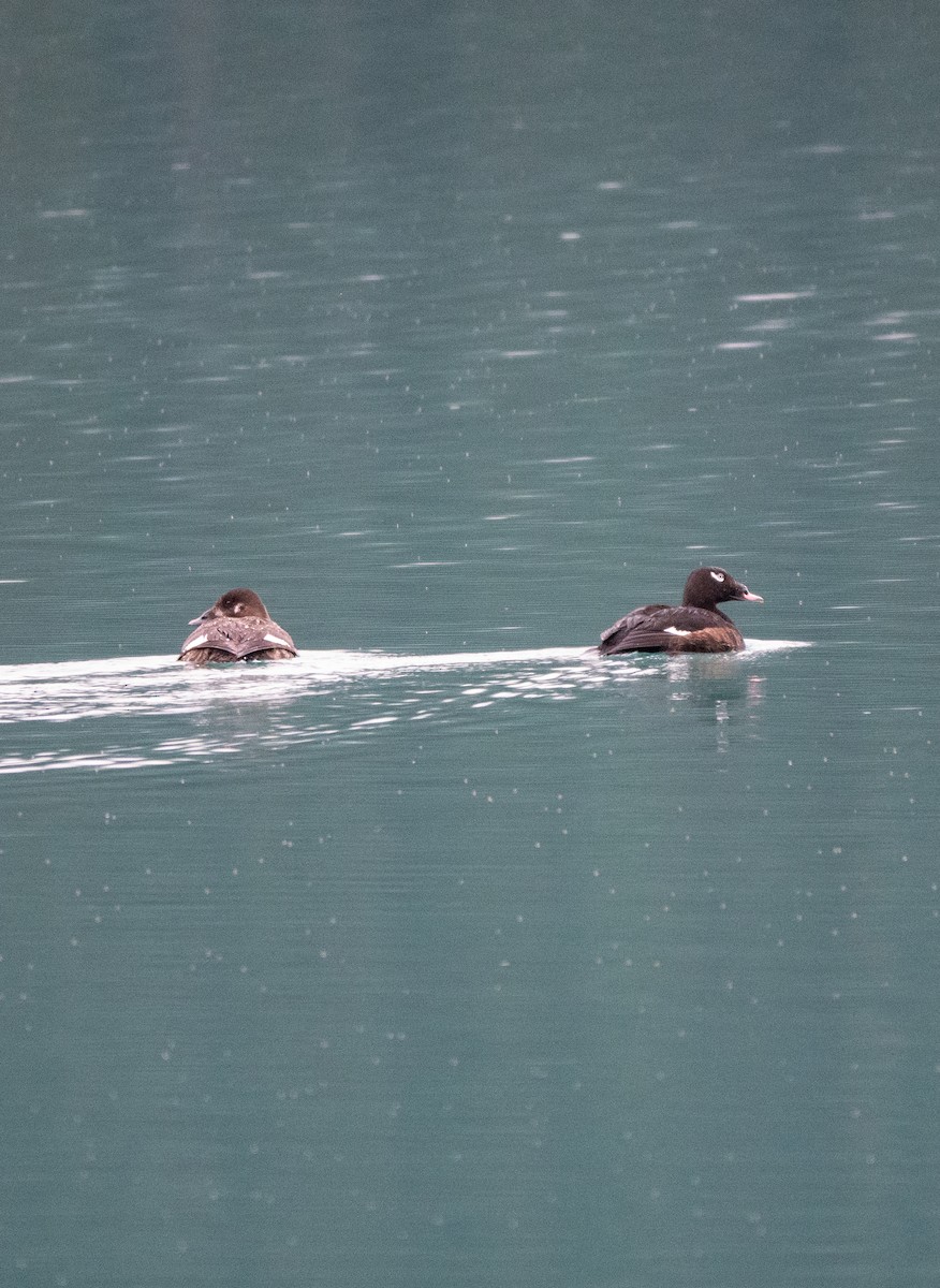 White-winged Scoter - ML646584395