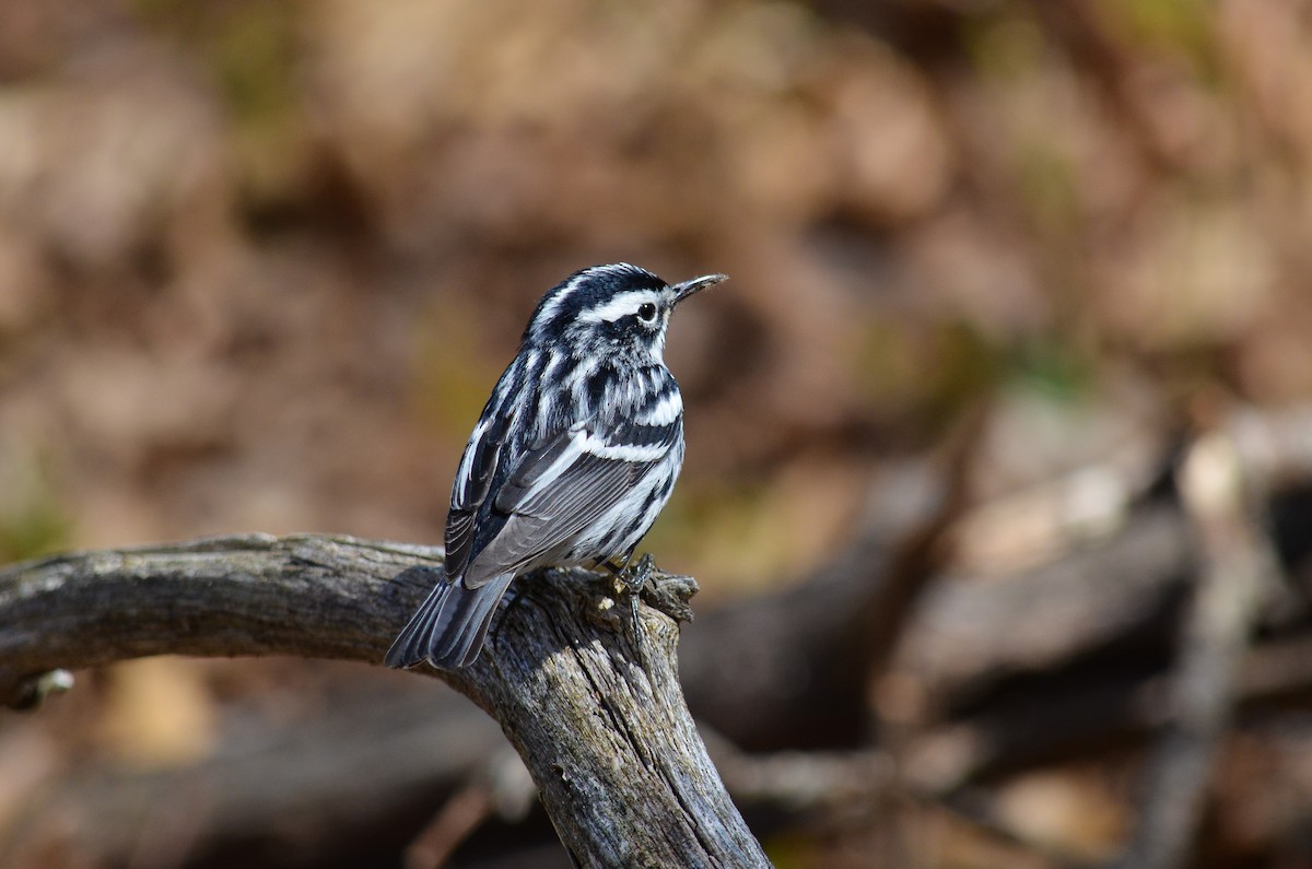 Tırmaşık Ötleğeni - ML646584404