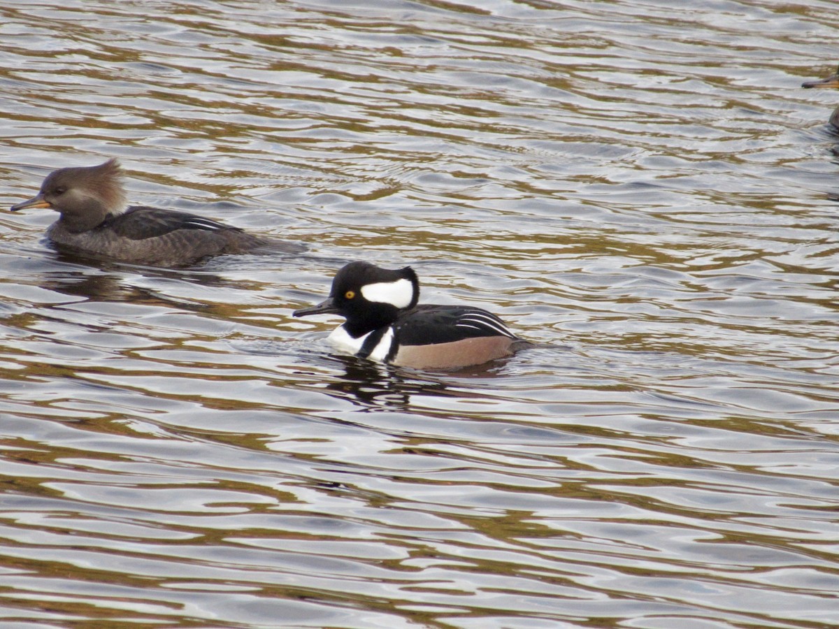 Hooded Merganser - ML646584409