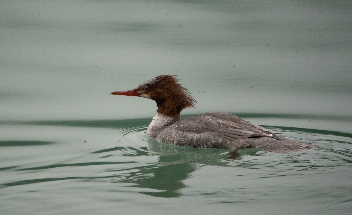 Common Merganser - ML646584428