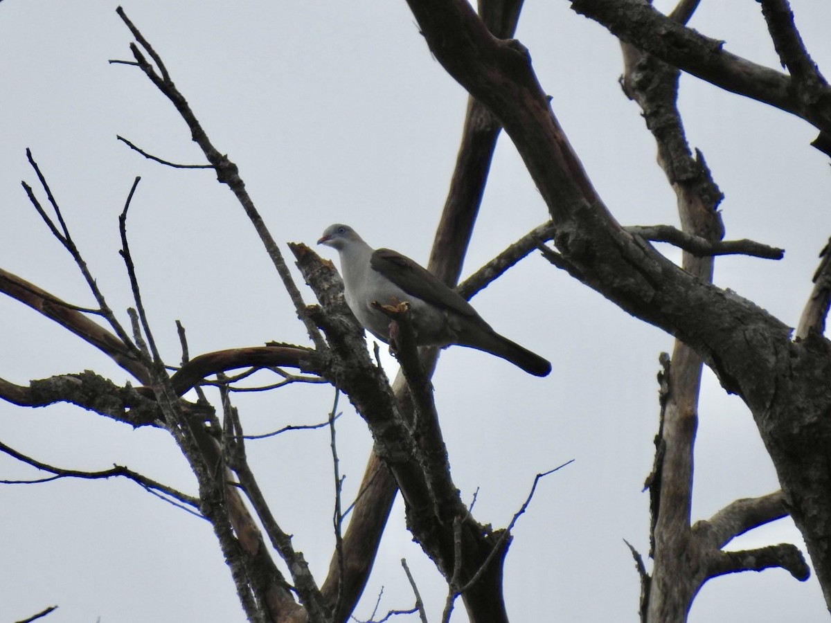 Mountain Imperial-Pigeon - ML646584436