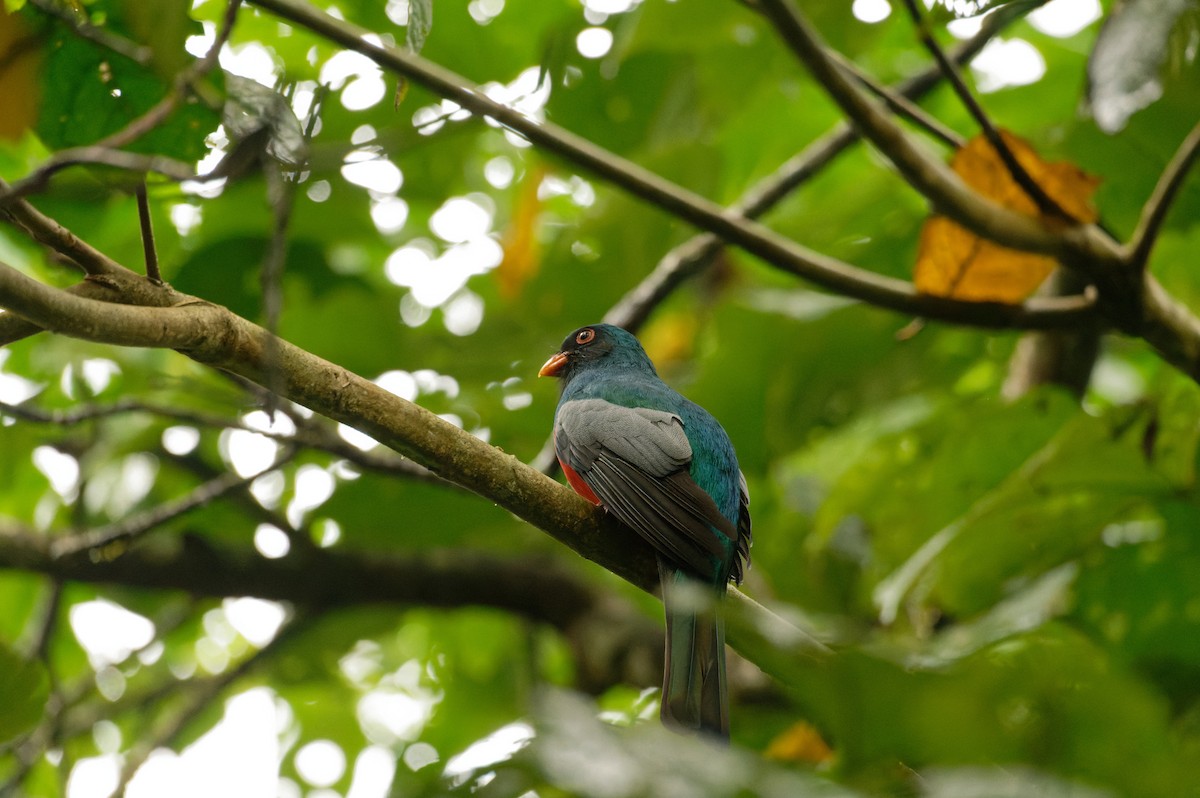 Slaty-tailed Trogon - ML646584440