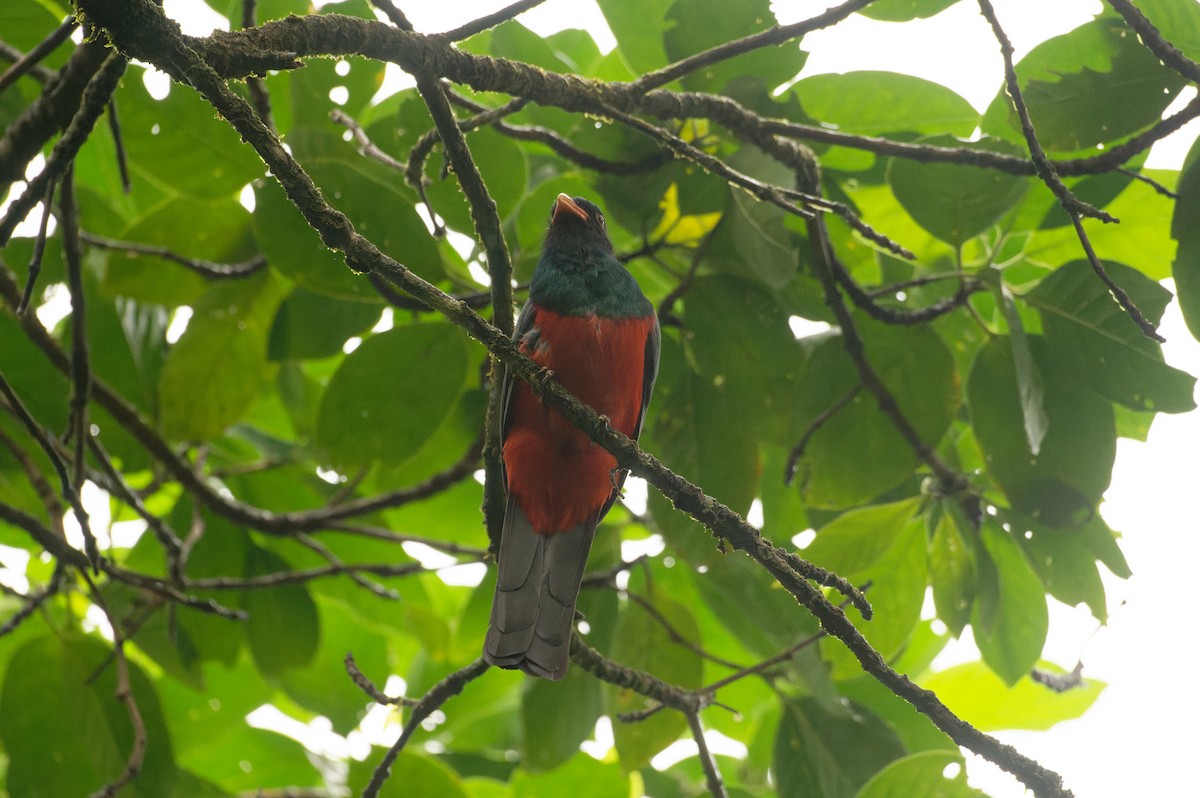 Slaty-tailed Trogon - ML646584441