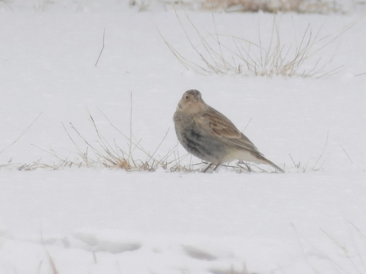 ostružka límcová - ML646584442