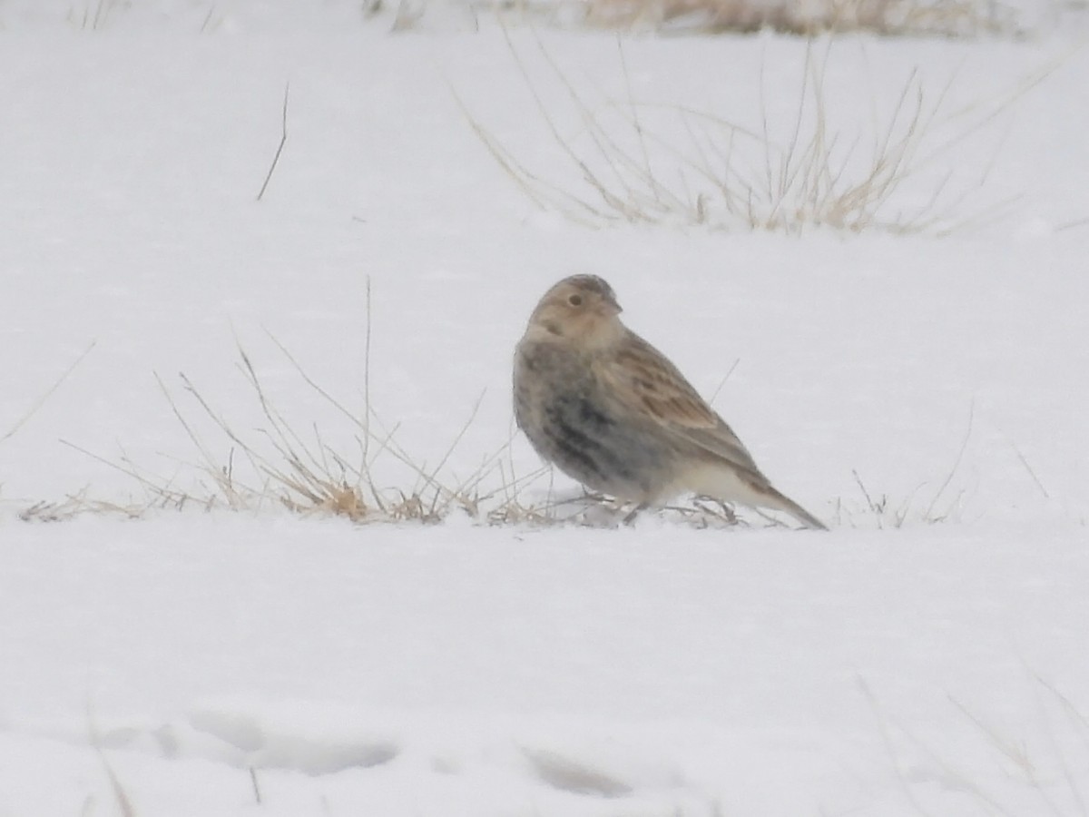 ostružka límcová - ML646584443