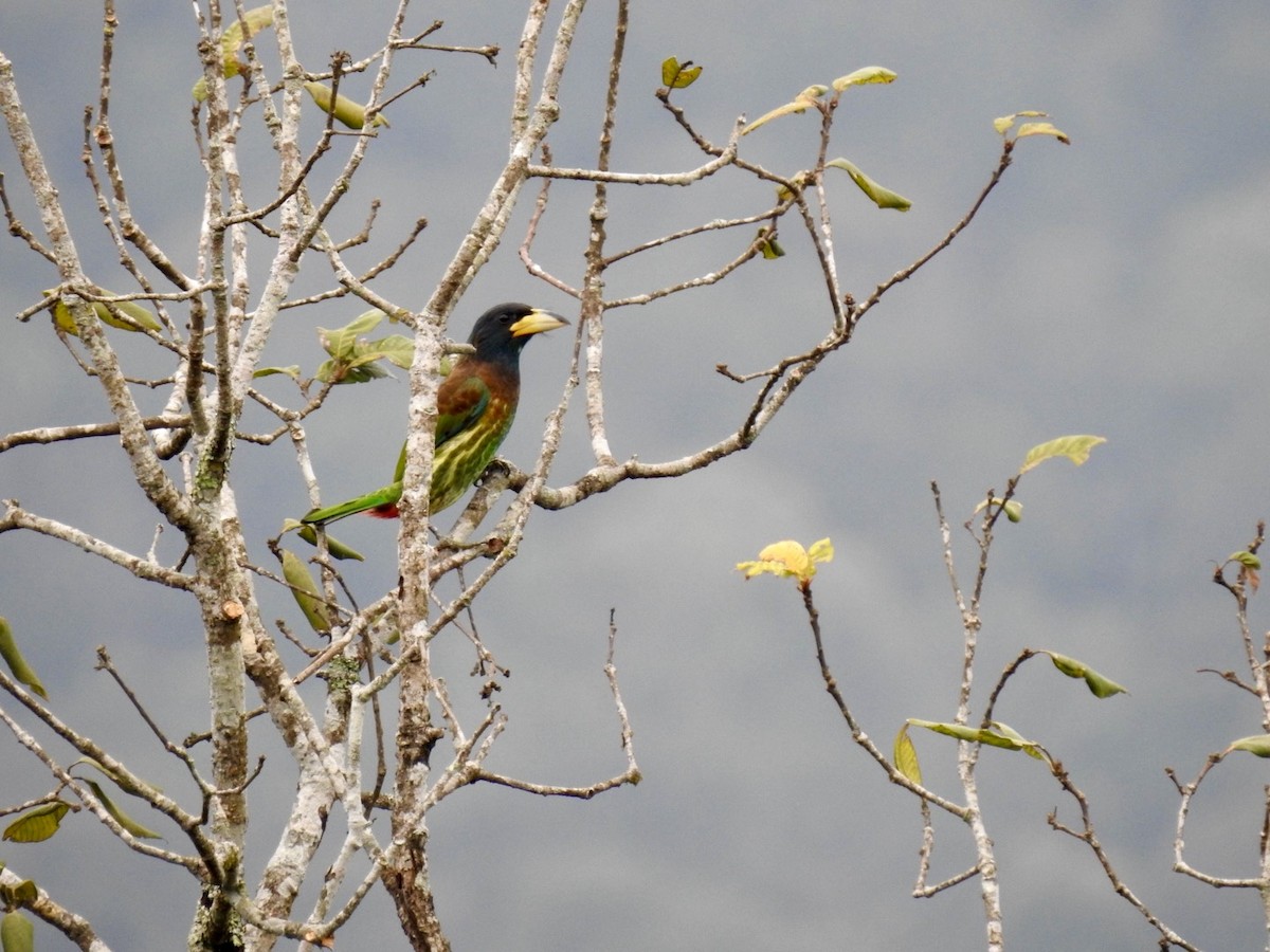 Great Barbet - ML646584447