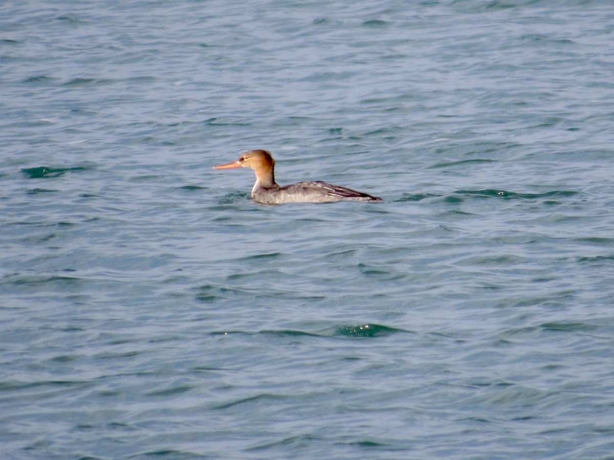 Red-breasted Merganser - ML646584458