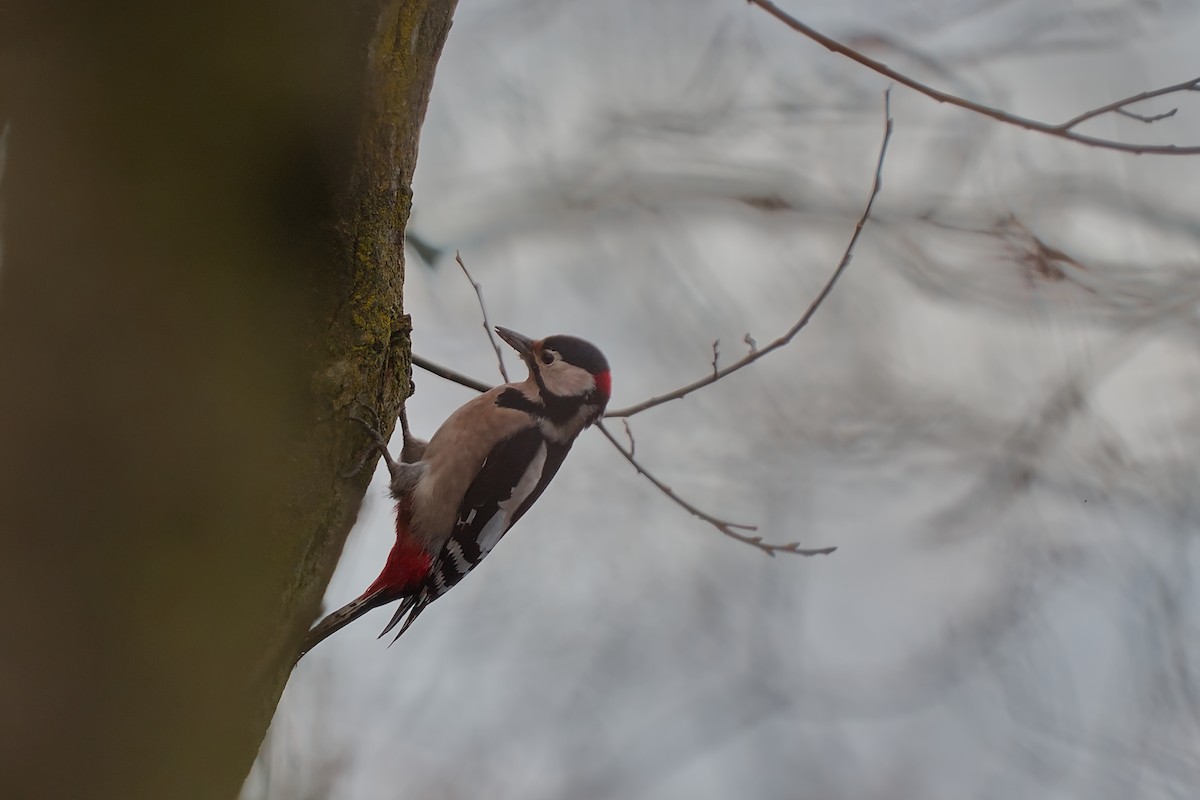 Great Spotted Woodpecker - ML646584459