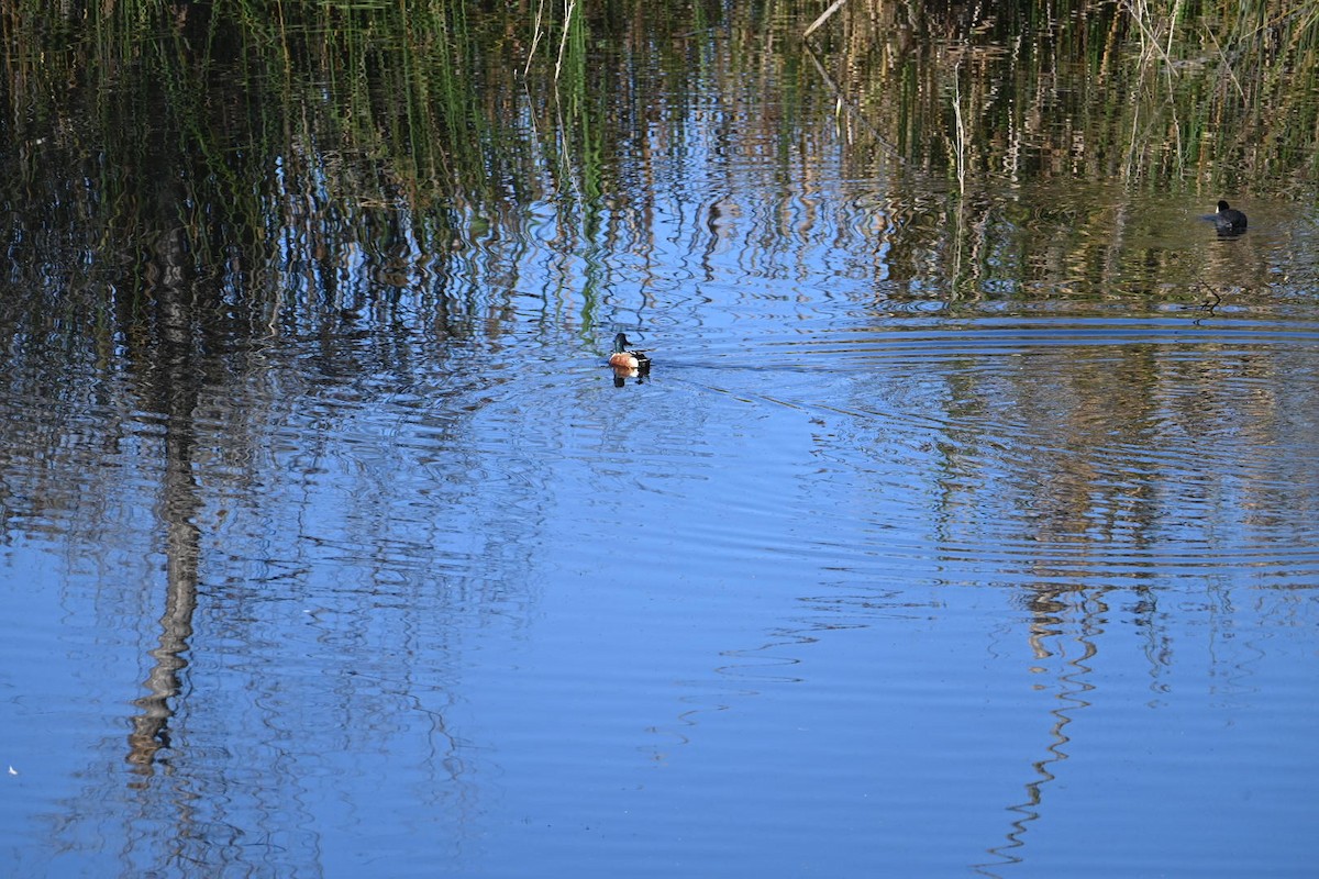 Canard souchet - ML646584461