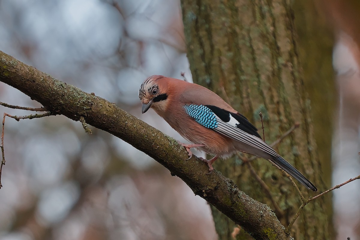 Eurasian Jay - ML646584462