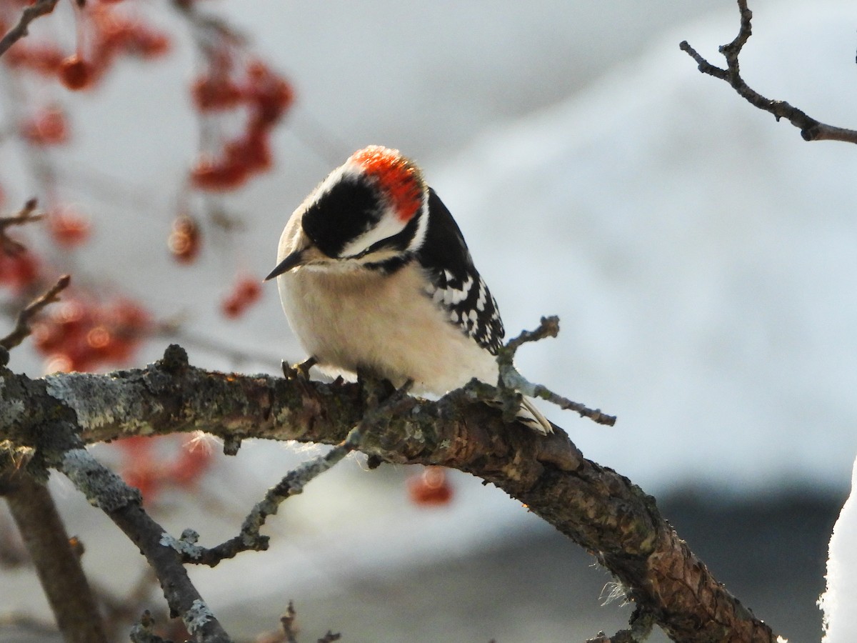 Downy Woodpecker - ML646584471