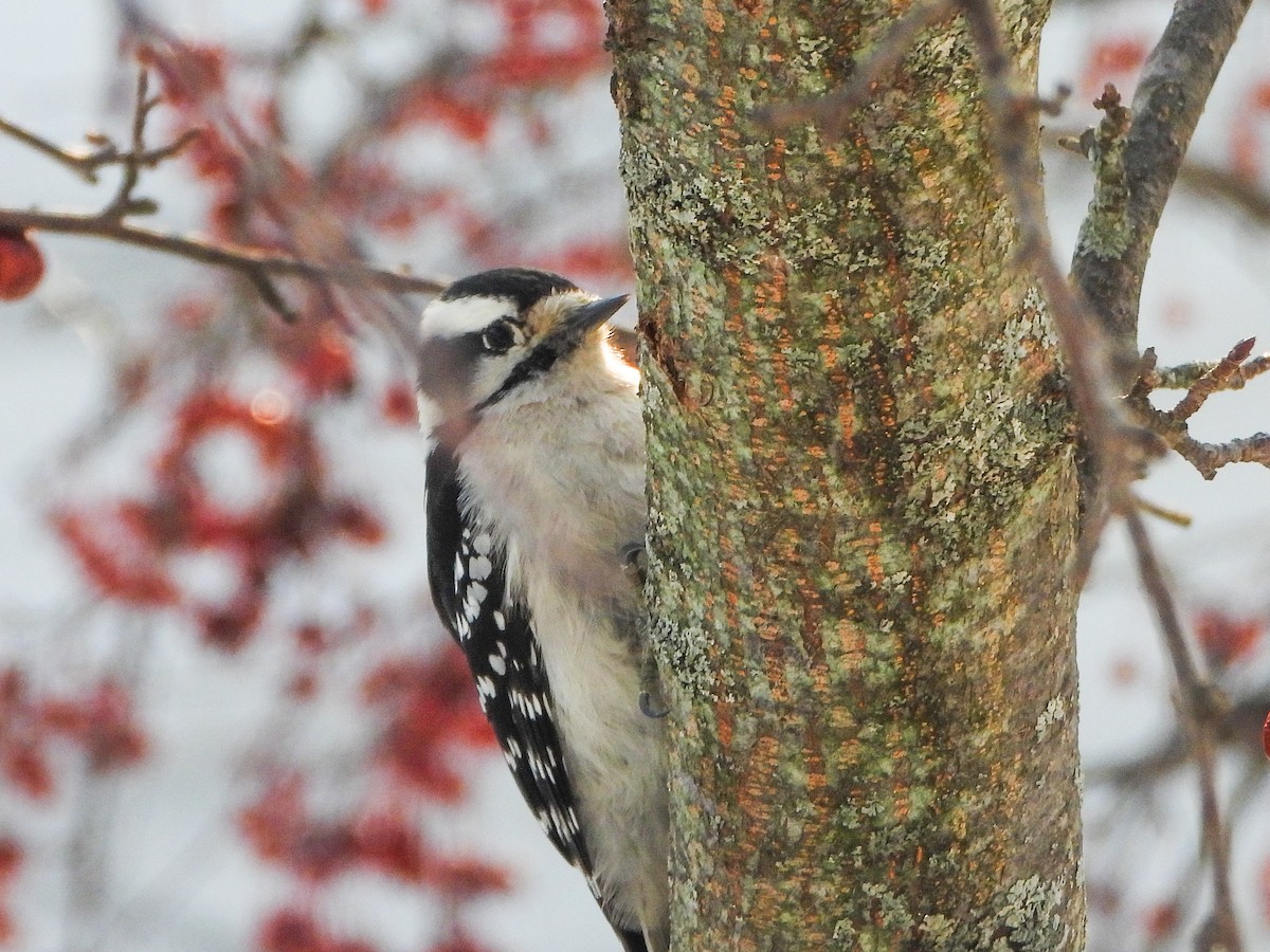 Downy Woodpecker - ML646584473