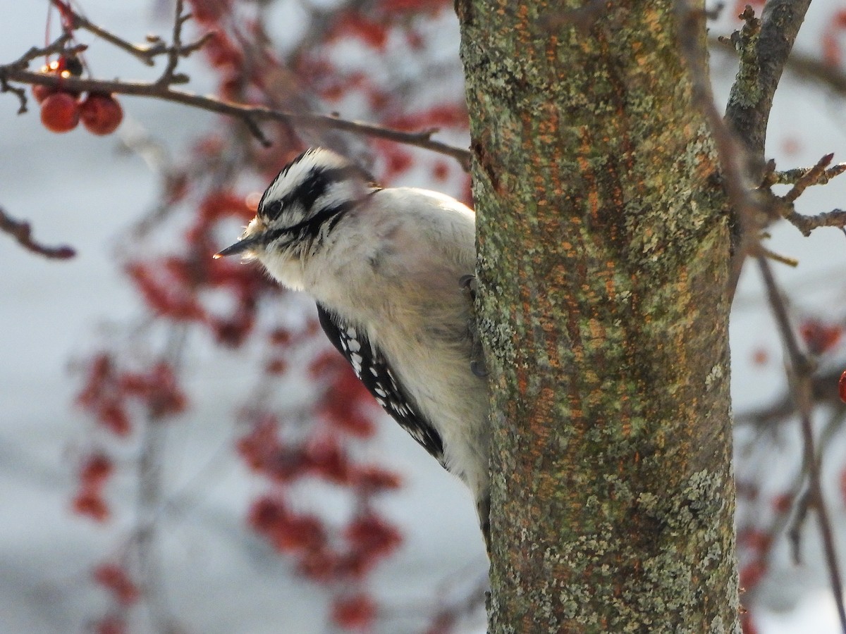 Downy Woodpecker - ML646584474