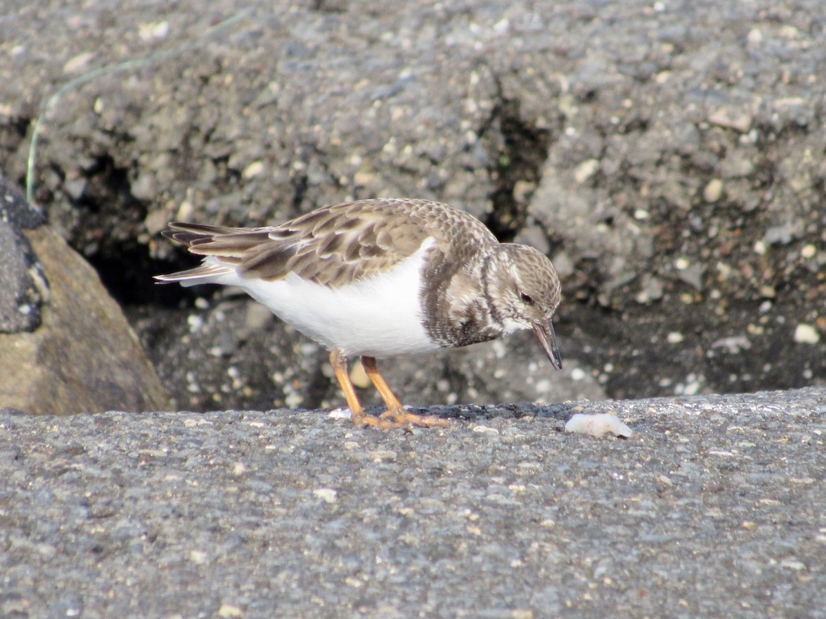 Ruddy Turnstone - ML646584476