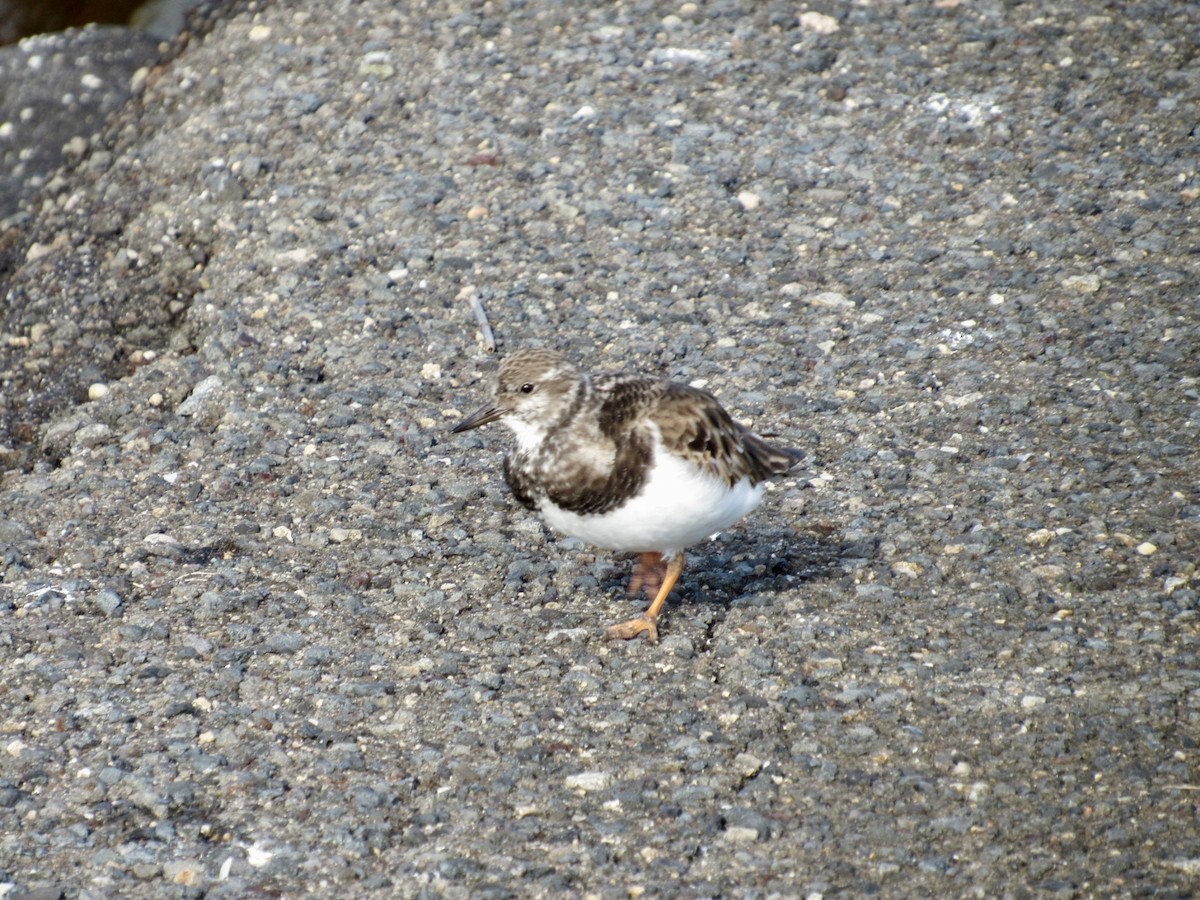 Ruddy Turnstone - ML646584477