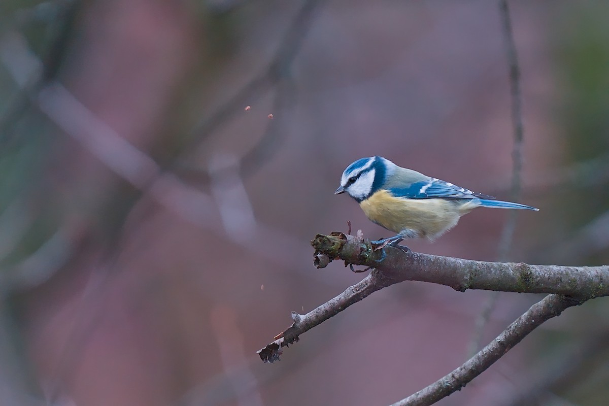 Eurasian Blue Tit - ML646584479