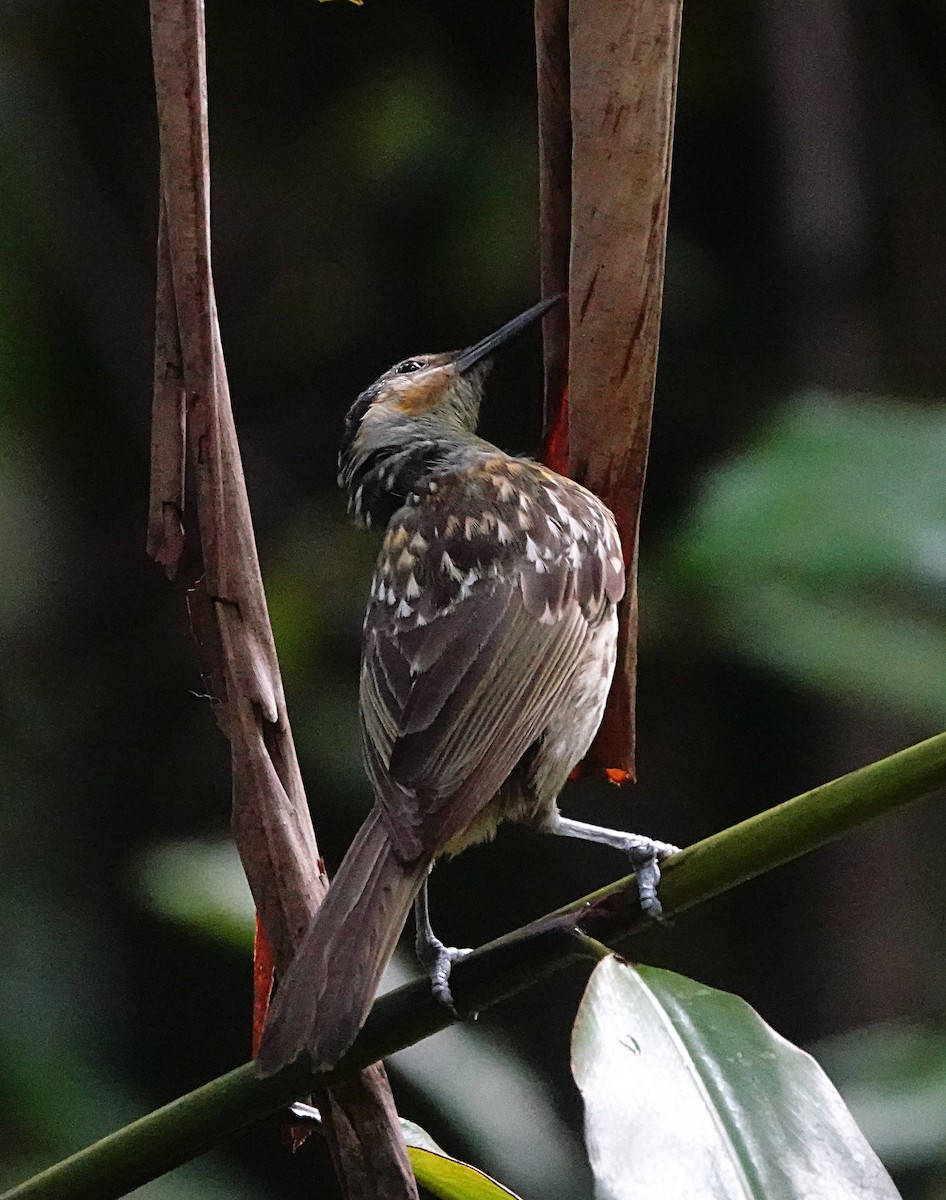 Macleay's Honeyeater - ML646584481