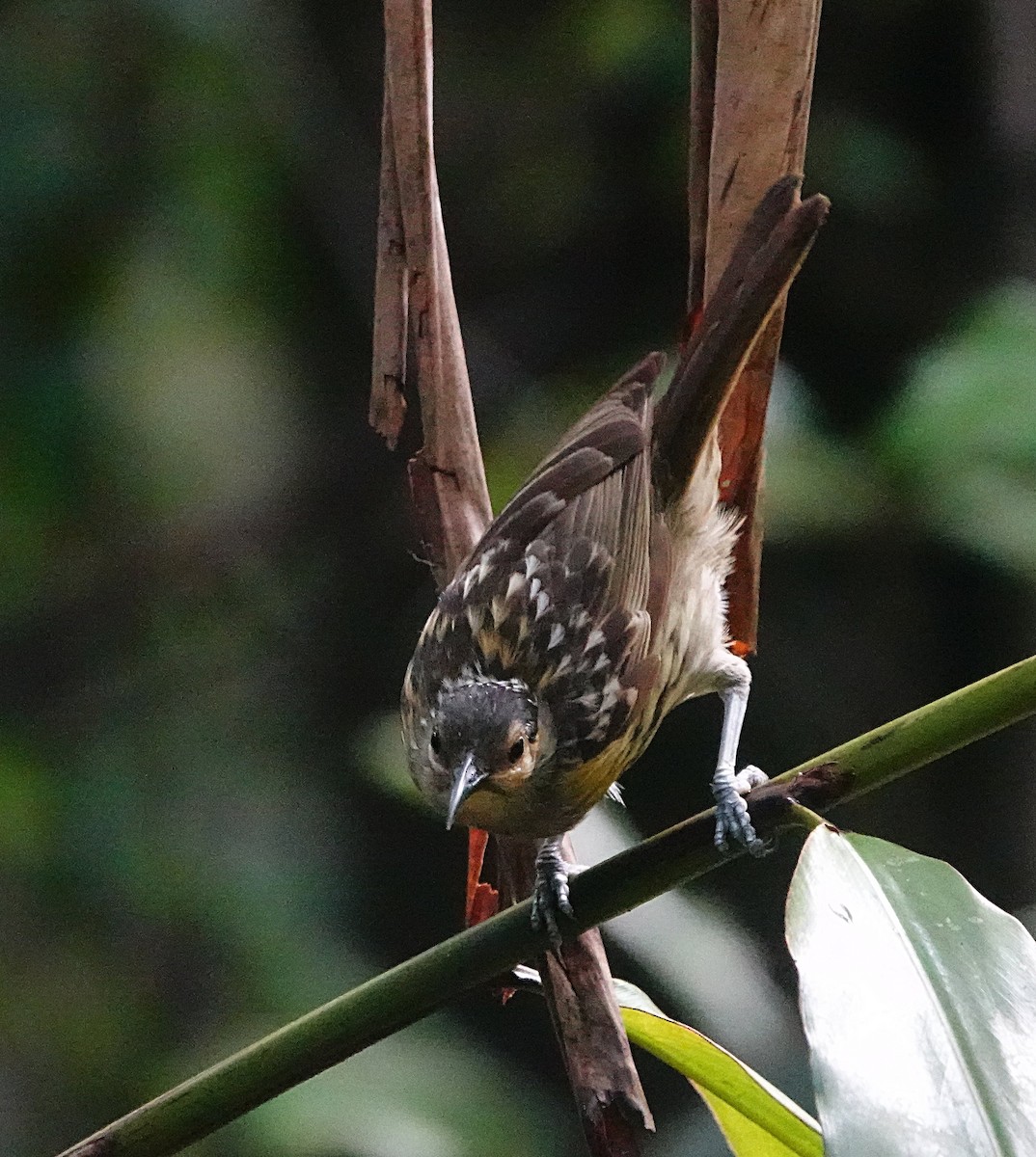 Macleay's Honeyeater - ML646584483