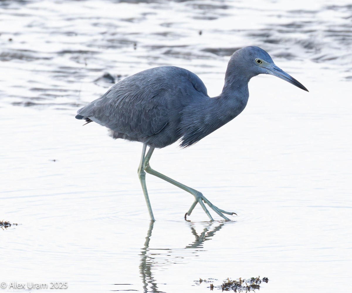 Little Blue Heron - ML646584484