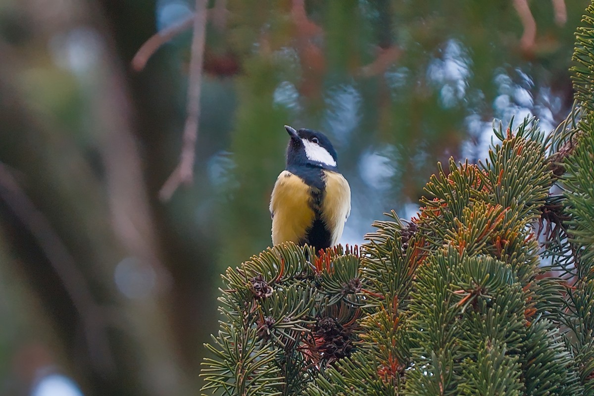 Great Tit - ML646584486