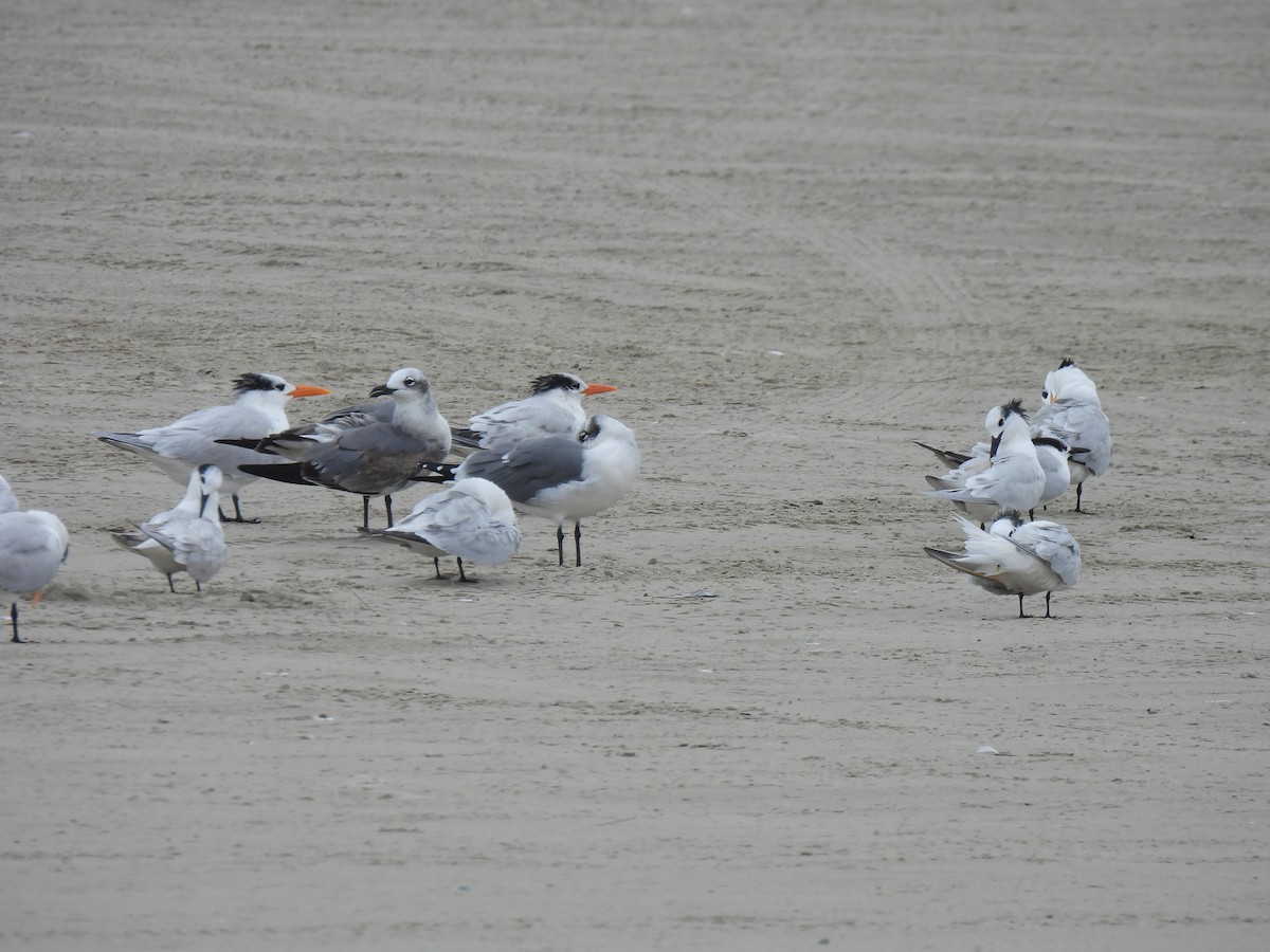 Royal Tern - ML646584487