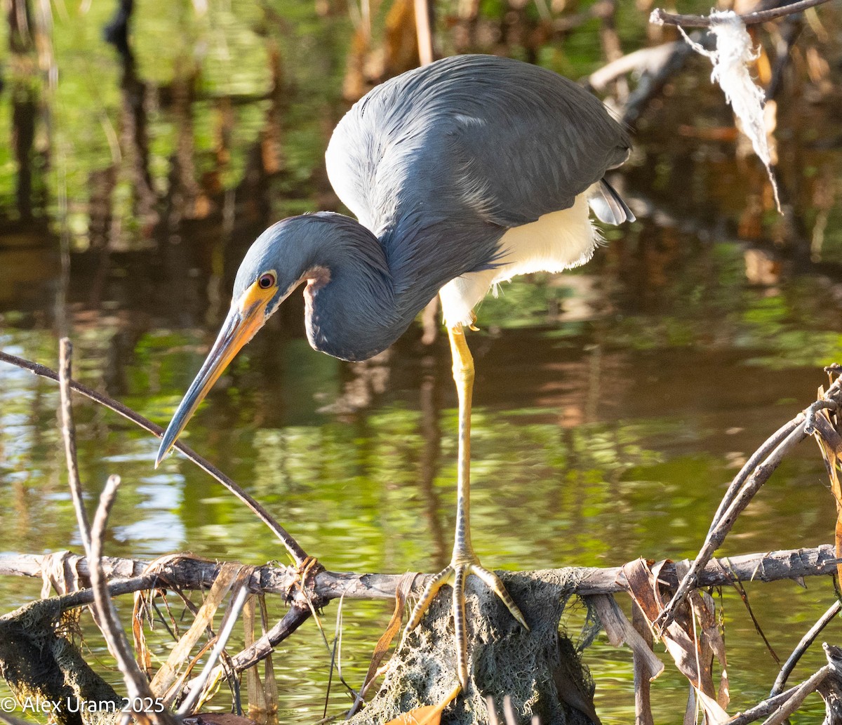 Tricolored Heron - ML646584488