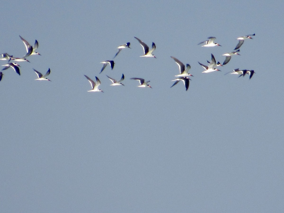 Black Skimmer - ML646584497