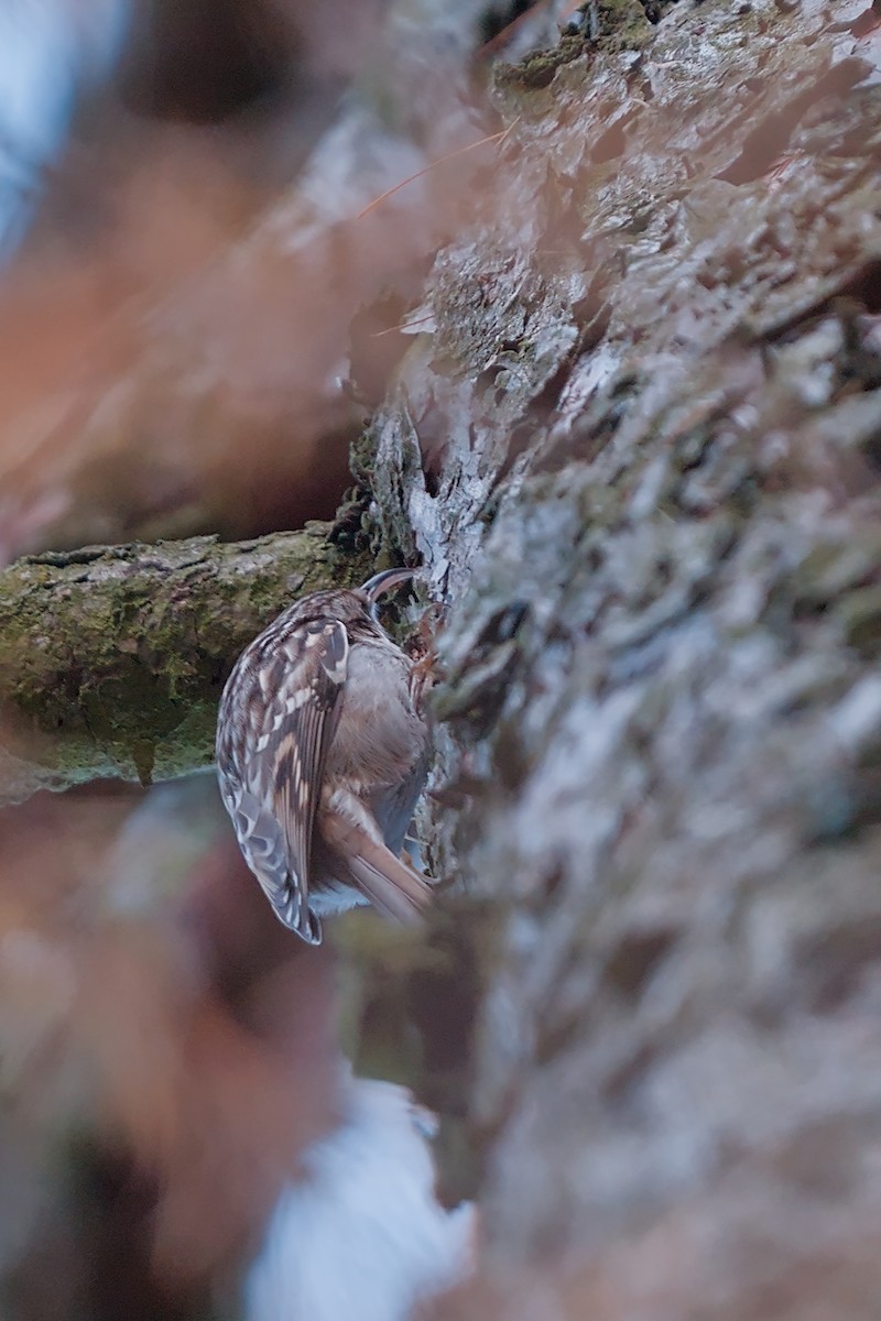 Short-toed Treecreeper - ML646584499
