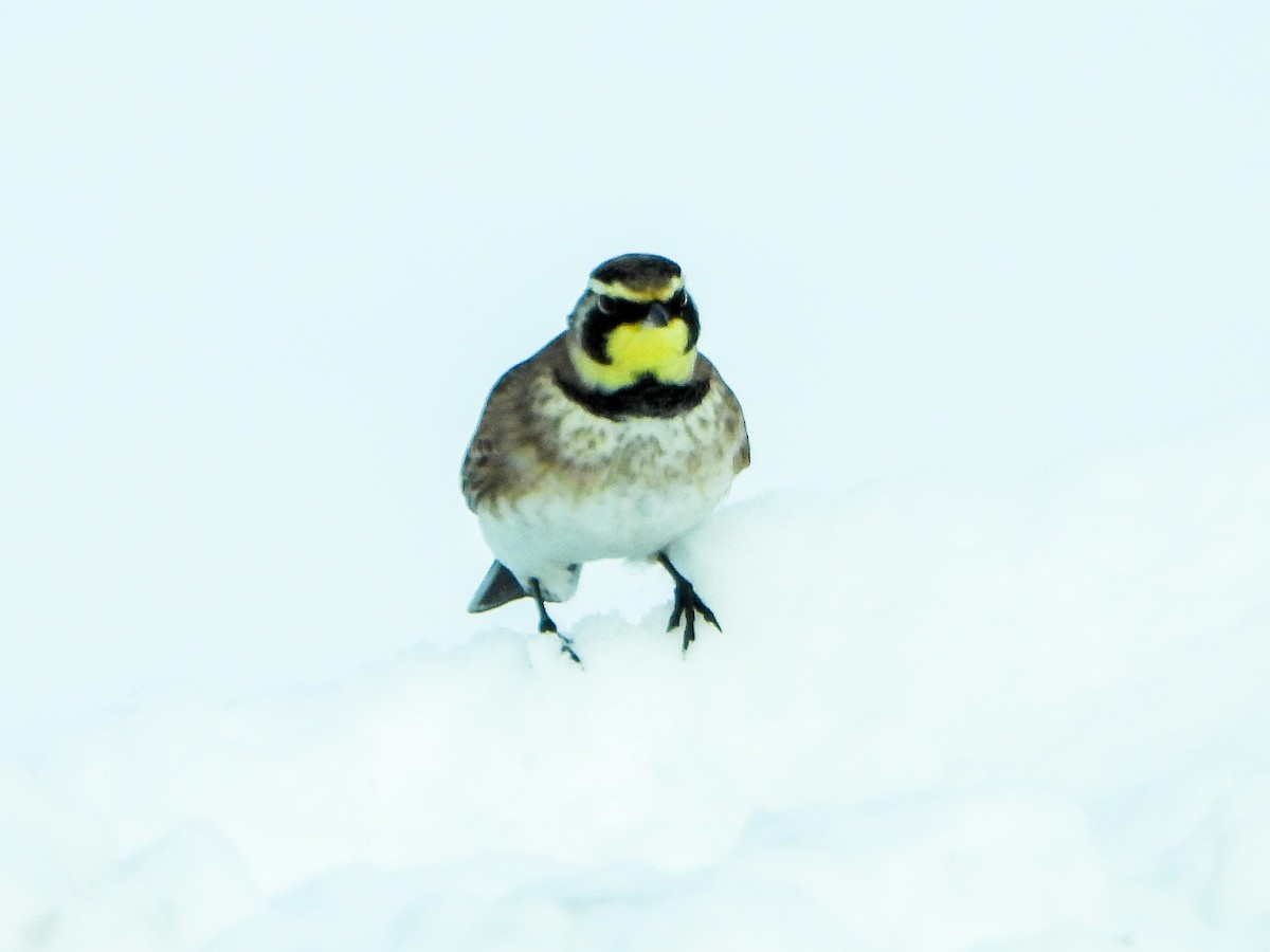Horned Lark - ML646584500