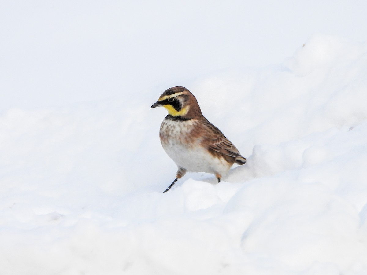 Horned Lark - ML646584502