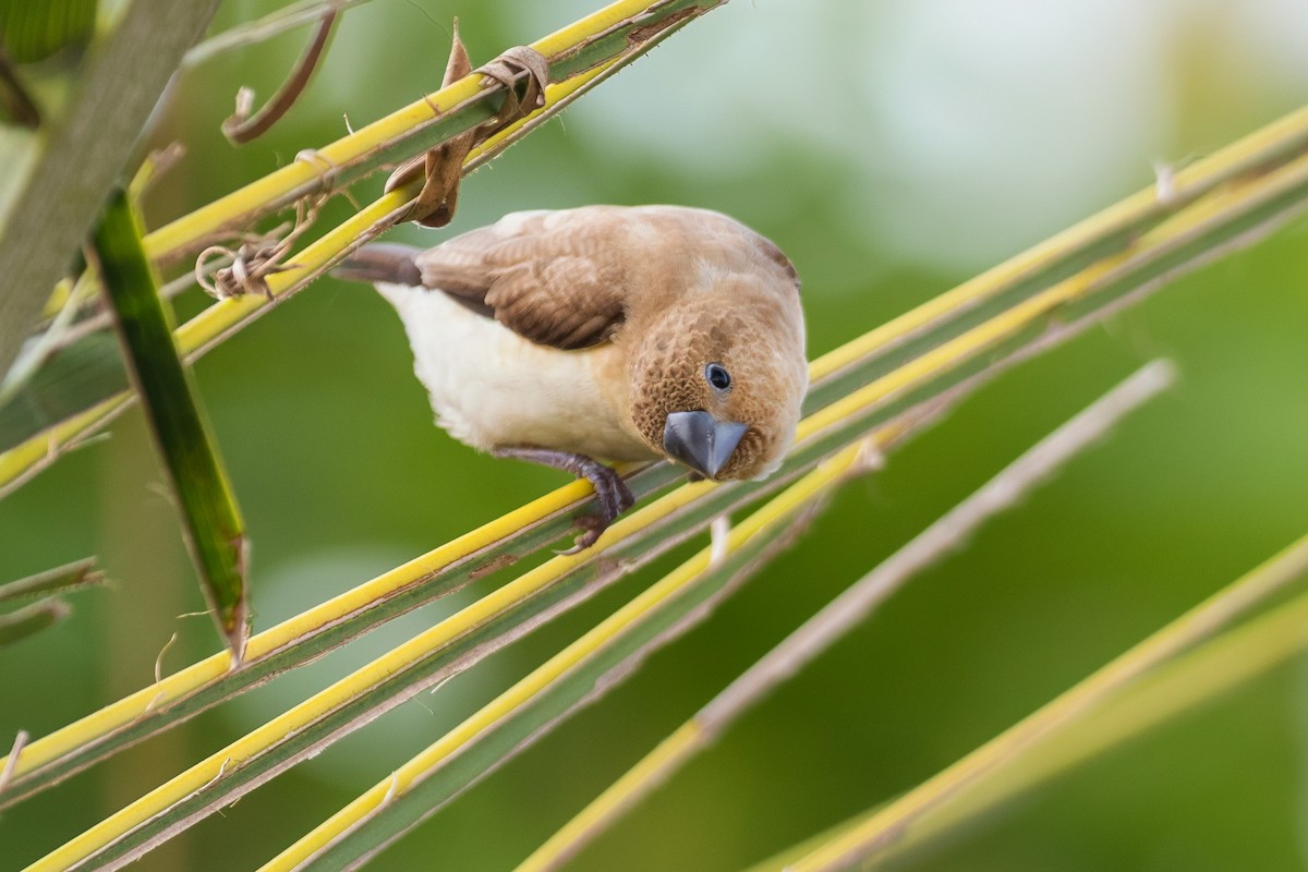 savannesølvnebb - ML646584505