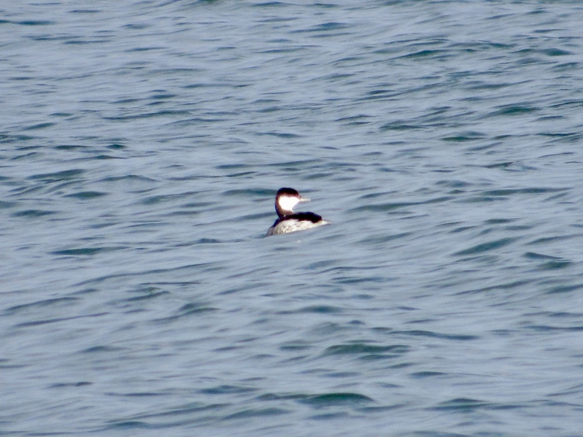 Txilinporta urrebelarria - ML646584506