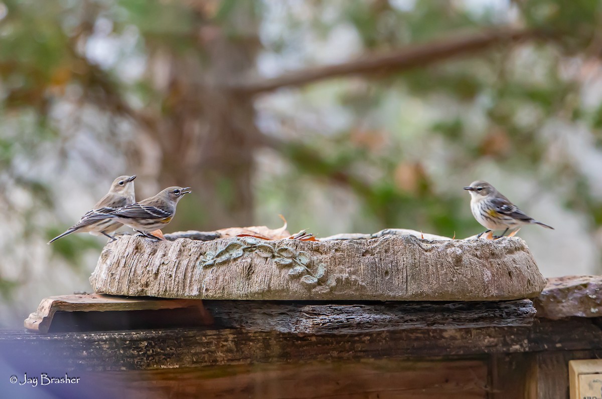 lesňáček žlutoskvrnný (ssp. coronata) - ML646584507