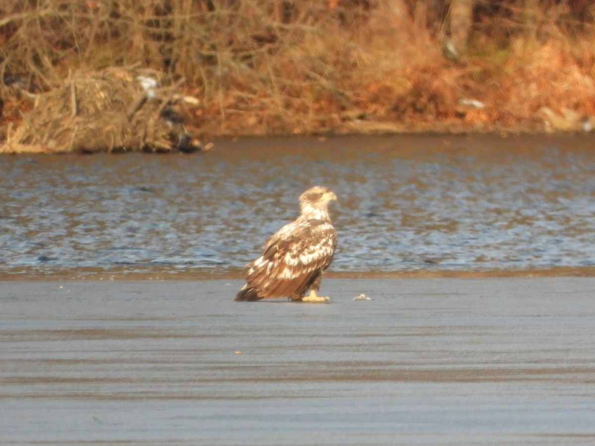 Weißkopf-Seeadler - ML646584508
