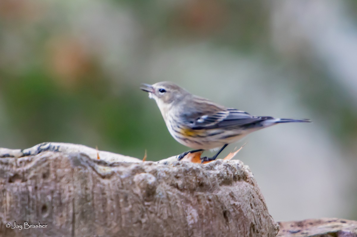 lesňáček žlutoskvrnný (ssp. coronata) - ML646584509