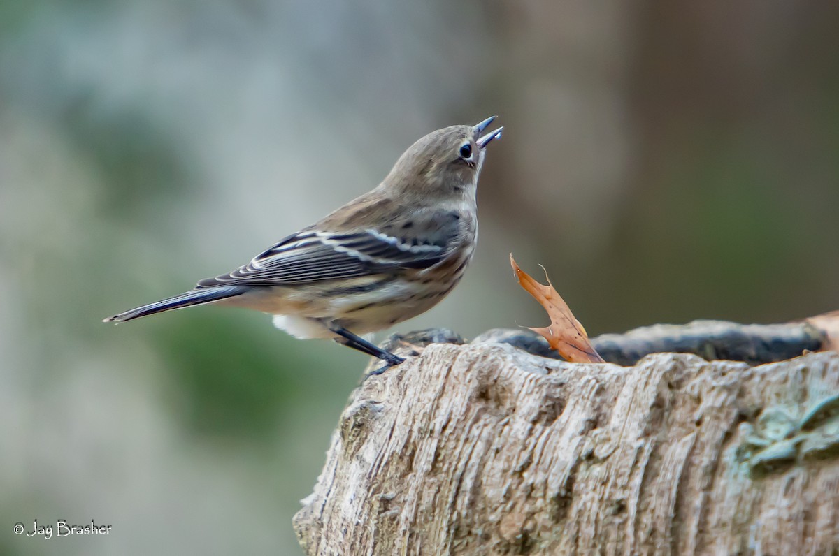 lesňáček žlutoskvrnný (ssp. coronata) - ML646584510